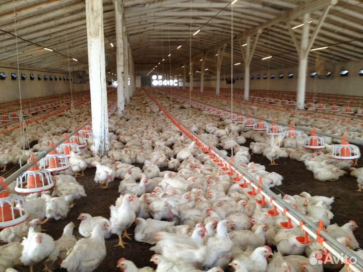 Линии поения и водоснабжения для птицы (бройлера)