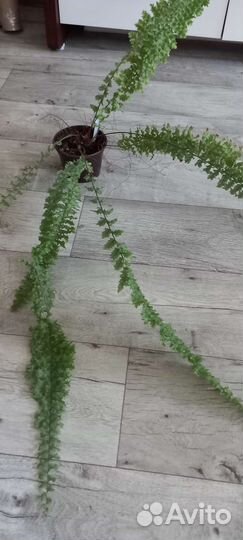 Папоротник