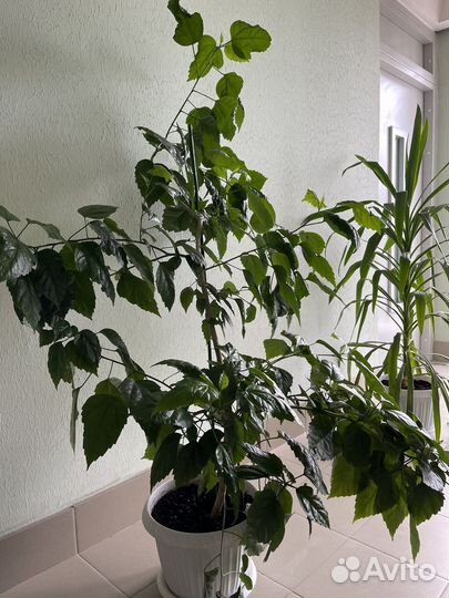 Продам цветы комнатные