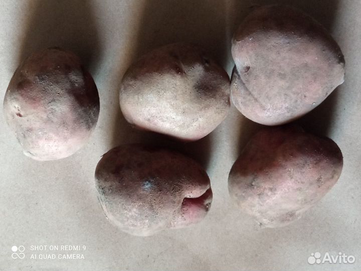 Картофель - новые,лучшие сорта почтой