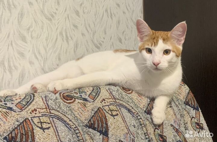 Отдам кота Рыжика в добрые руки