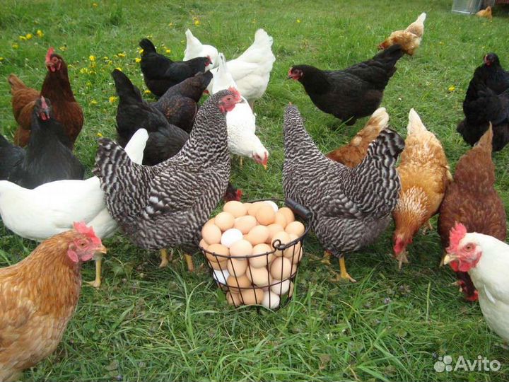 Куры молодки несушки