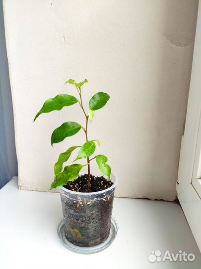 Фикус Бенджамина Моник