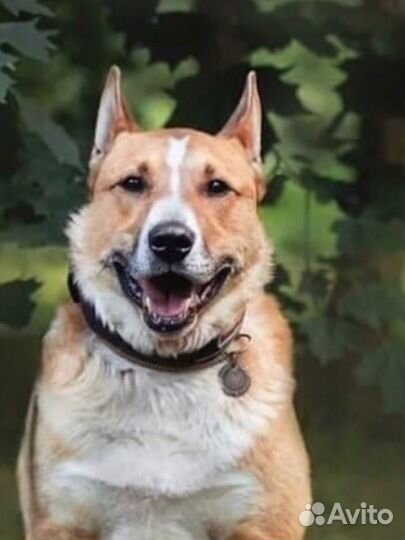 Собака очень ждет своего человека