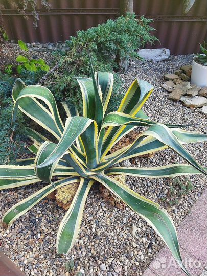 Американская агава