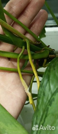 Сингониумы сортовые