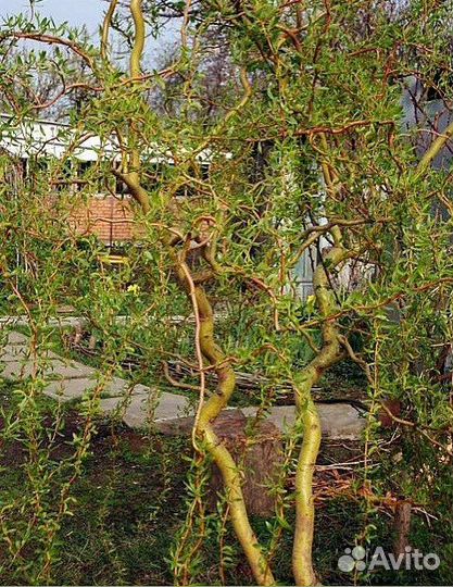 Ива Уральская извилистая