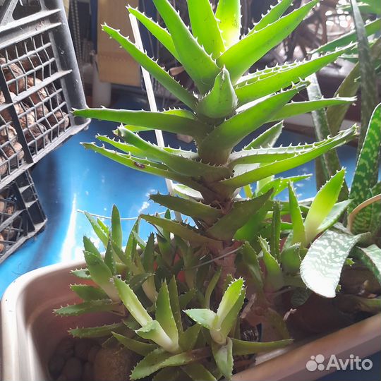 Комнатные домашние растения