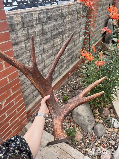 Рога вешалка