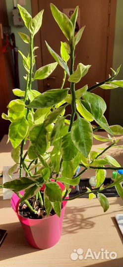 Цветок комнатный