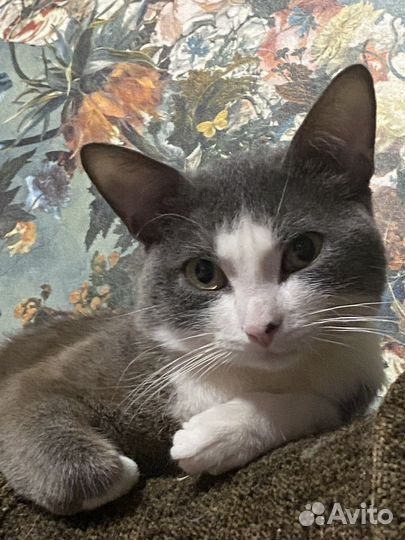 Кот мальчик