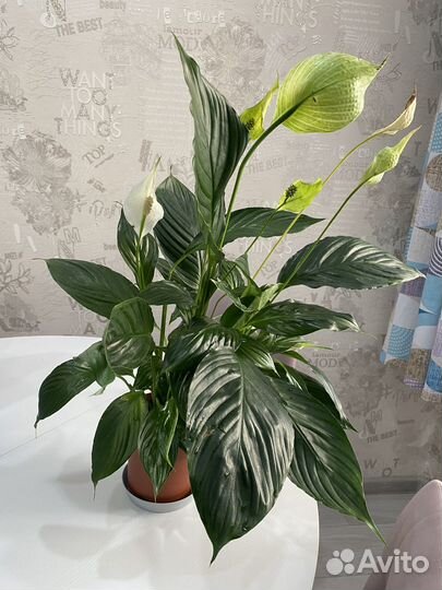 Спатифиллум женское счастье