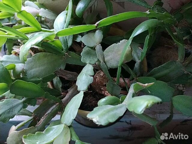 Декабрист шлюмбергера розовый