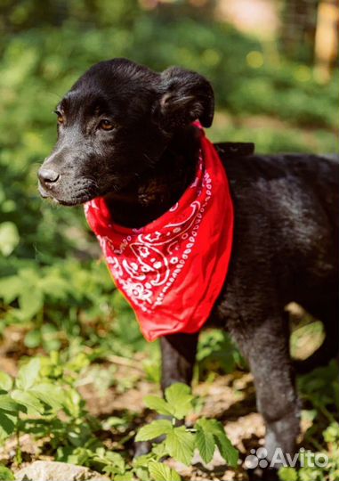 Щенок девочка интересный окрас