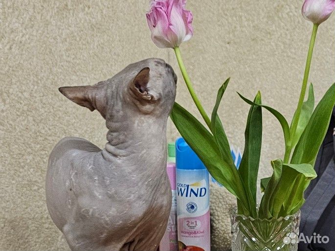 Донской сфинкс вязка