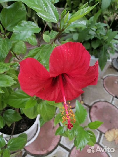 Цветы комнатные