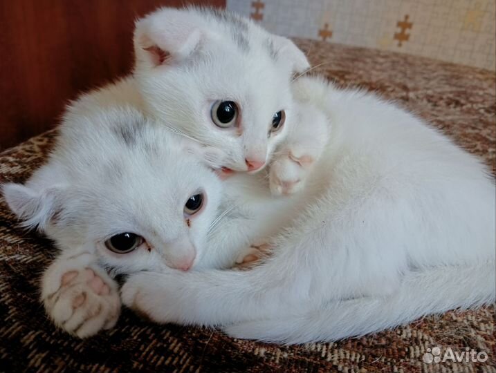 Кошки в добрые руки бесплатно