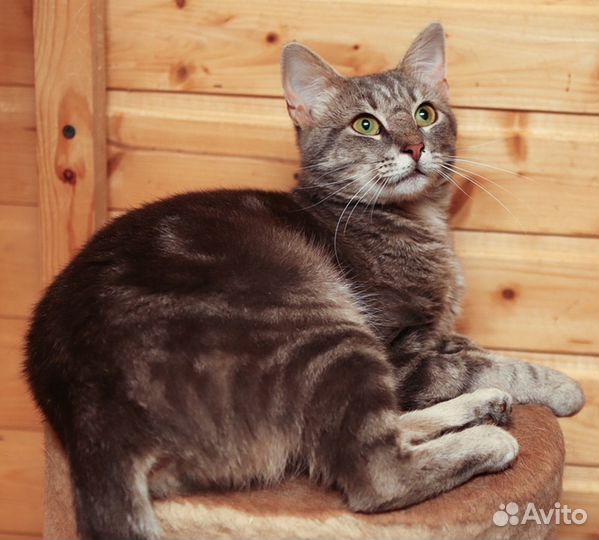 Ласковый добрый кот Мишка в дар