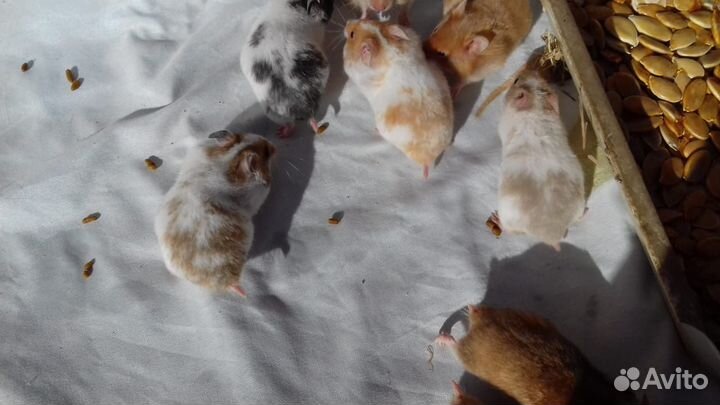 Хомяки, Морские Свинки