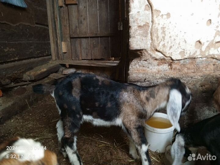 Нубийские козы