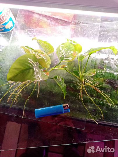 Анубиас, Криптокорина, Элодея, Роголистник