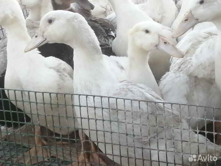 Утята.Куры. Бройлеры
