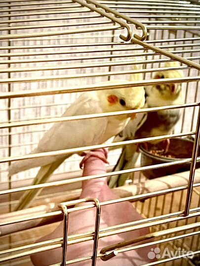 Попугай Корелла (птенцы)