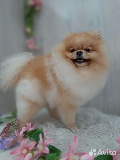 Померанский шпиц вязка кобель