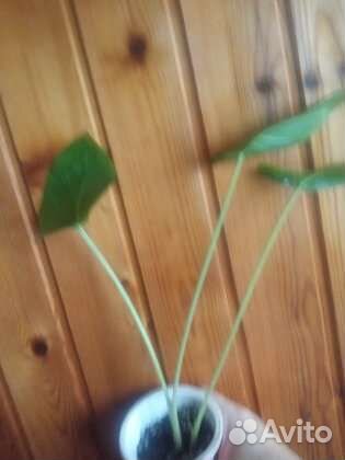 Цветы домашние