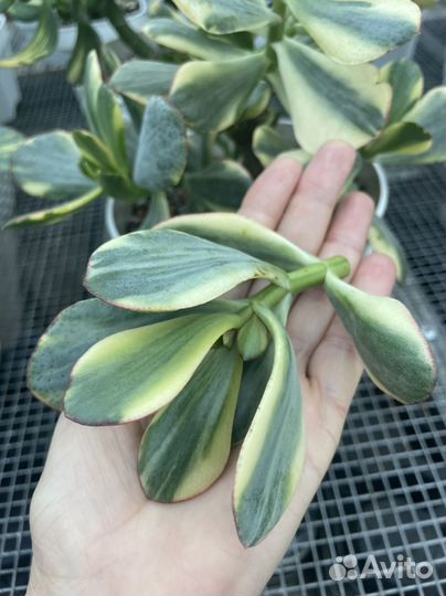 Крассула Блю Бёрд вариегата