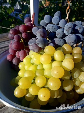 Саженцы винограда