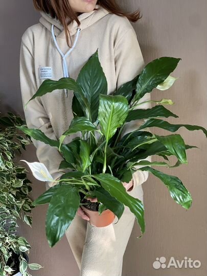 Спатифиллум d13