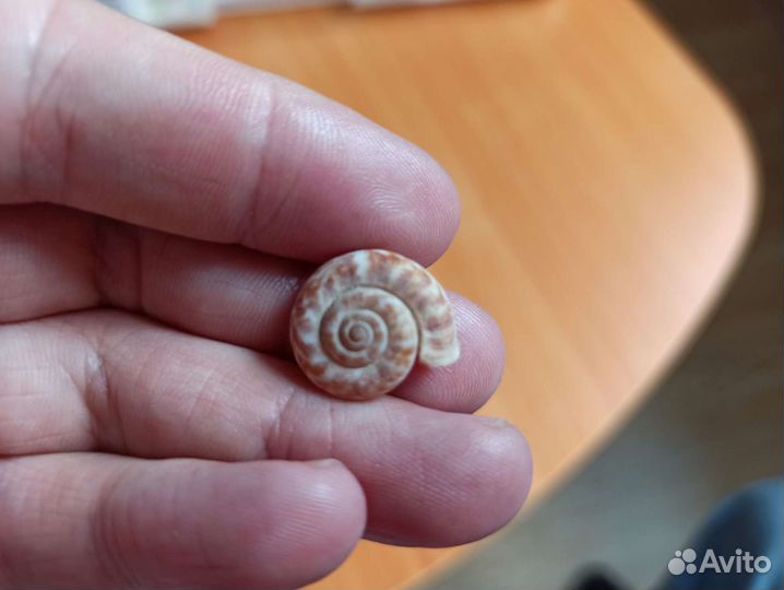 Морская раковина