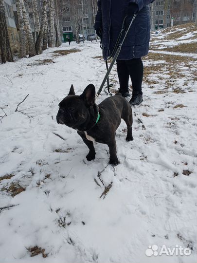 Французский бульдог вязка