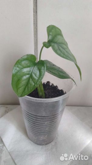 Монстера сильтепекана