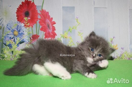 Сибирский котик