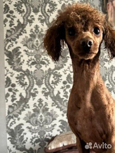 Той-пудель вязка