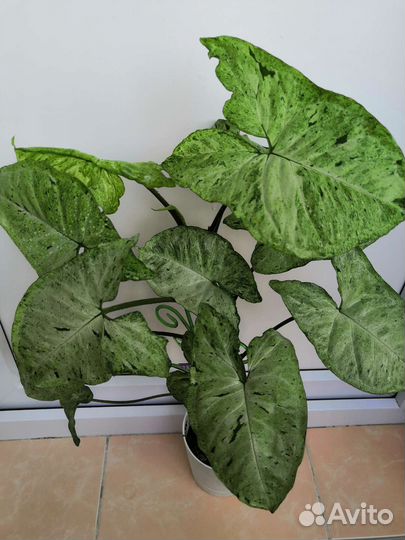 Сингониумы сортовые