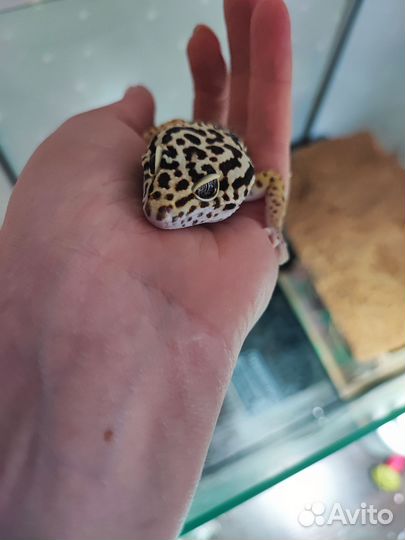 Геккон эублефар