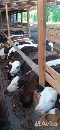 Телята Коровы