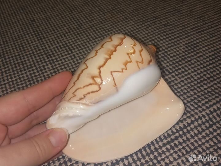 Ракушка