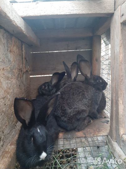Кролики сельхоз