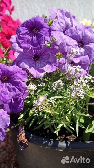 Петуния 