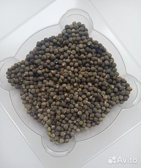 Семена бамии (2023г.)