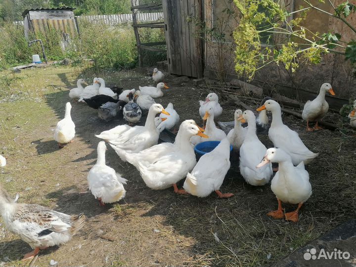 Продаю уток