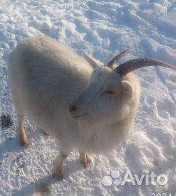 Коза дойная