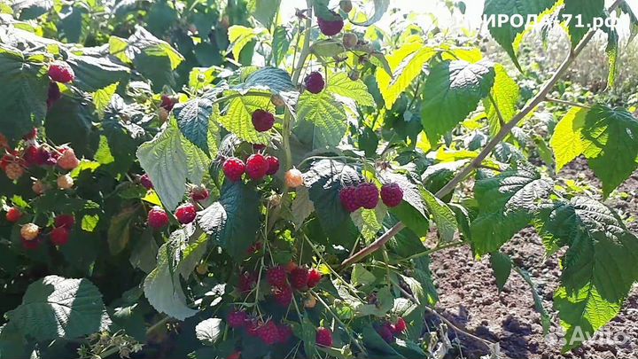 Саженцы ремонтантной малины