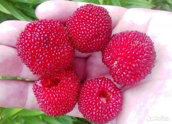 Тибетская малина