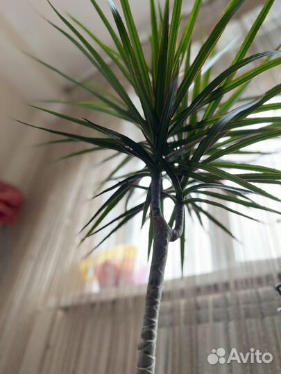 Пальма драцена