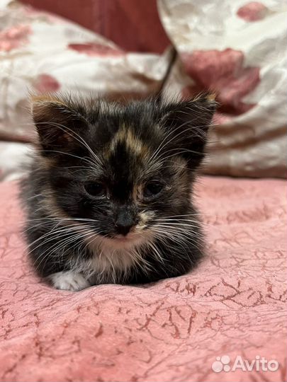 Котенок девочка в добрые руки